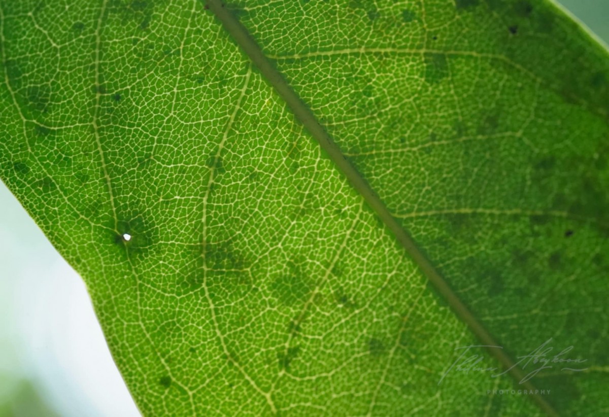 Diospyros toposia Buch.-Ham.